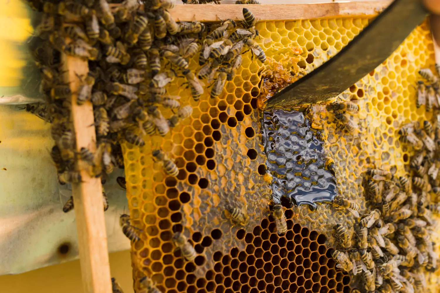Beekeeping Header Image