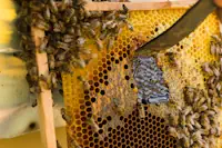 How to Harvest Honey