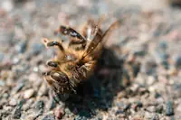 Common Bee Diseases